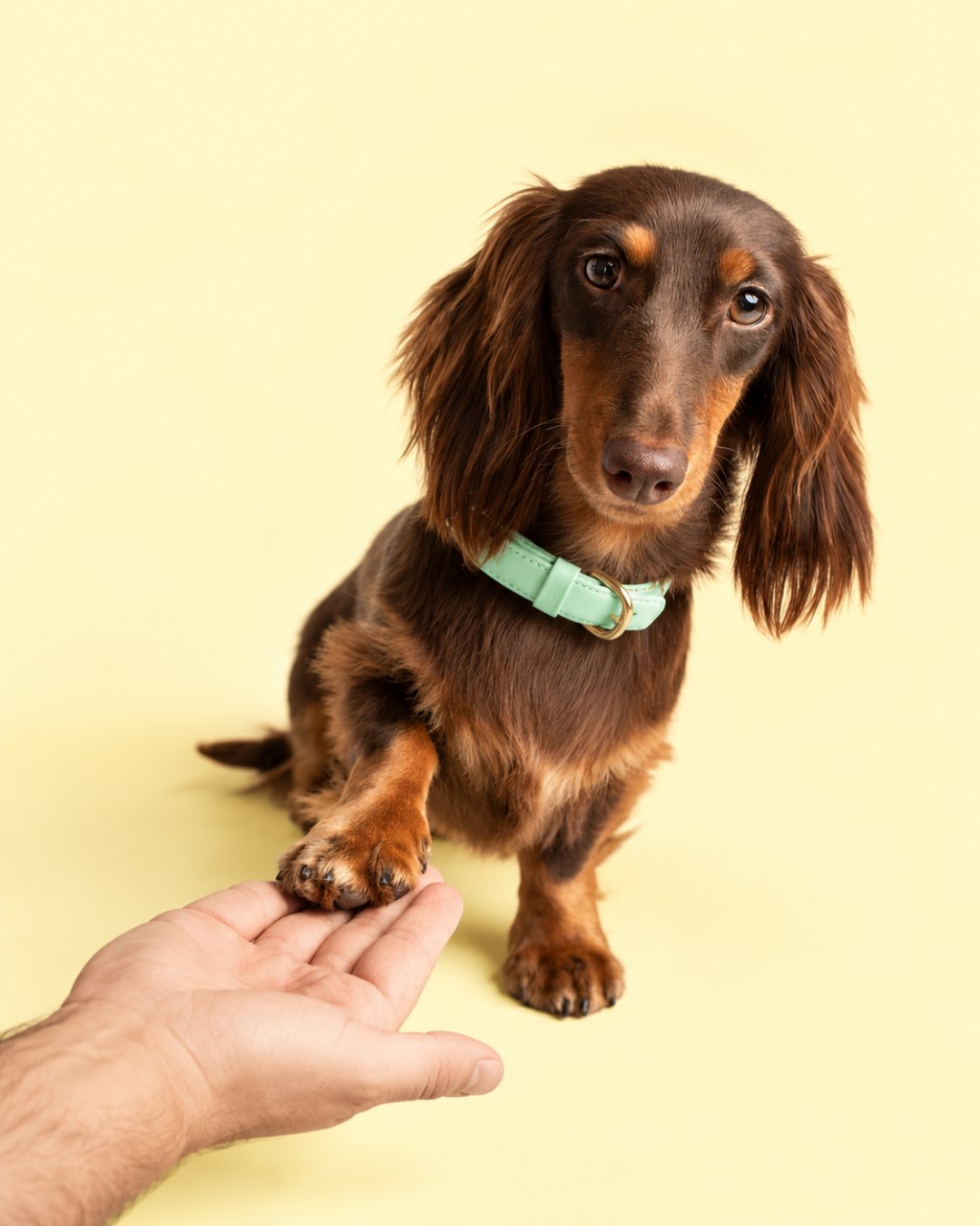 Treino Canino Glow Pet Care